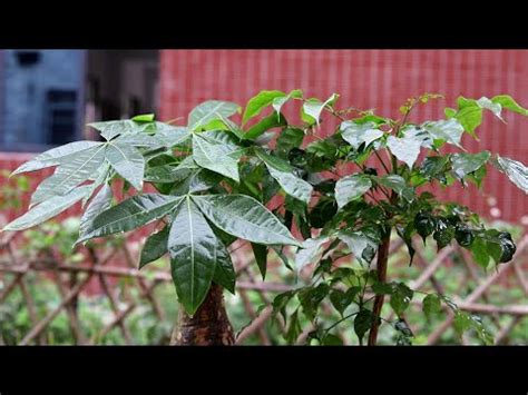 蘭花放門口|10種旺財門口植物